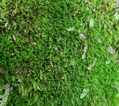 Cephalozia bicuspidata