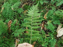 Dryopteris celsa