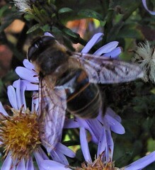Eristalis tenax