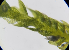 Cephalozia bicuspidata