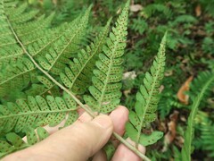 Dryopteris celsa