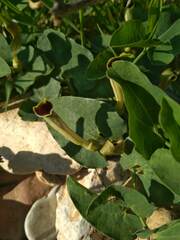 Aristolochia paucinervis