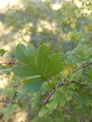 Crataegus monogyna