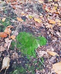 Cephalozia bicuspidata