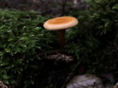 Hygrophoropsis