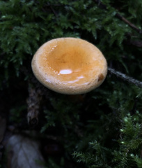 Hygrophoropsis