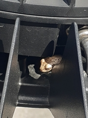 Osteopilus septentrionalis