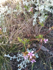 Pelargonium grossularioides