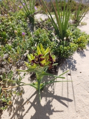 Ferraria foliosa