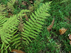 Athyriaceae