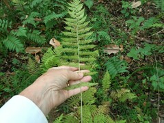 Athyriaceae