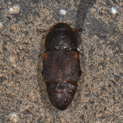 Caplothorax lugubris