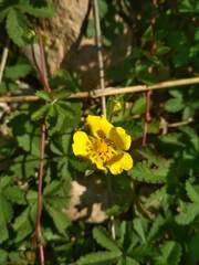 Potentilla reptans
