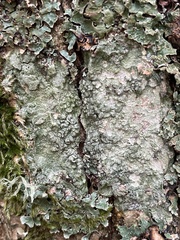 Pertusaria leioplaca