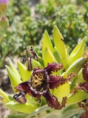 Ferraria foliosa