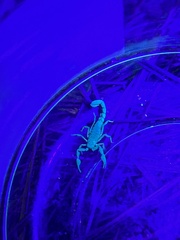 Vaejovis carolinianus