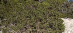 Juniperus phoenicea