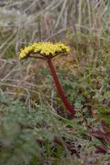 Lomatium salmoniflorum