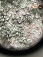 Pertusaria leioplaca