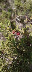 Juniperus phoenicea