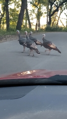 Meleagris gallopavo silvestris