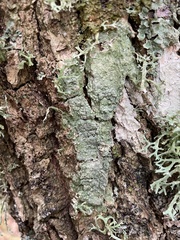 Pertusaria leioplaca