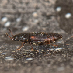 Caplothorax lugubris