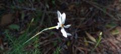 Narcissus deficiens