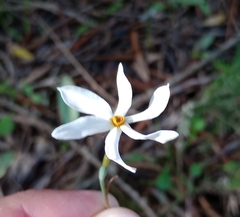Narcissus deficiens