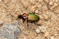 Poecilus cupreus