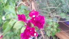 Bougainvillea