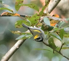 Vermivora chrysoptera