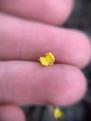 Utricularia intermedia