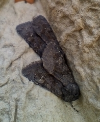 Aporophyla lutulenta