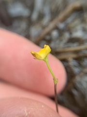 Utricularia intermedia