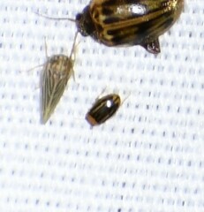 Neobidessus pullus pullus