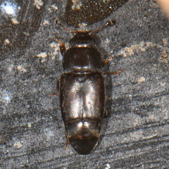 Carpophilus brachypterus