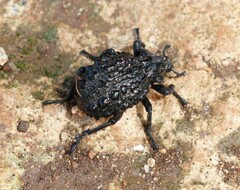 Brachycerus barbarus