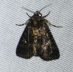 Condica albigera