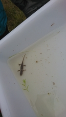 Lissotriton