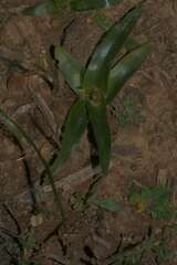 Trachyandra muricata