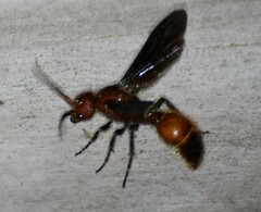 Sphaeropthalma boweri