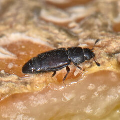 Carpophilus brachypterus