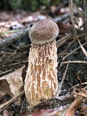 Aureoboletus russellii