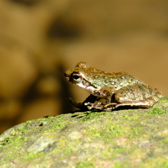 Anura