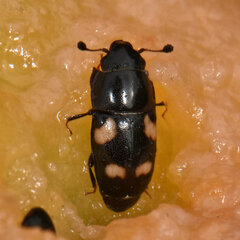 Glischrochilus quadrisignatus