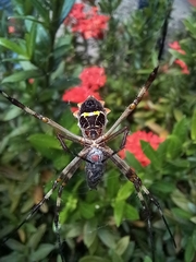Argiope argentata