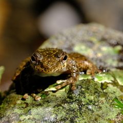 Anura