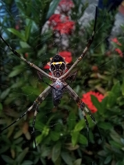 Argiope argentata