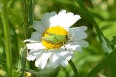 Melanoplus bivittatus
